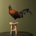 Kipje op Kruk Taxidermie Opgezette Dieren By Max, Ophalen of Verzenden, Nieuw, Vogel, Opgezet dier