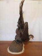 Speroniere grigio Taxidermie volledige montage -, Nieuw