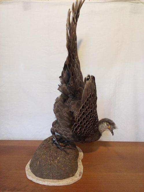 Speroniere grigio Taxidermie volledige montage -, Verzamelen, Dierenverzamelingen