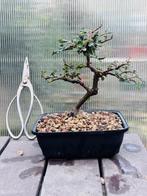 Chinese iep bonsai (Ulmus parviflora) - Hoogte (boom): 18 cm