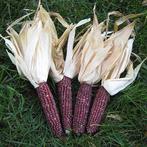 Zea Earth Tones Dent corn Siermais, Ophalen of Verzenden, Nieuw