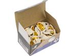 Punaises Kangaro witte kap 100 stuks in doosje, Overige typen, Ophalen of Verzenden, Nieuw in verpakking