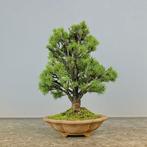 Spar bonsai (Picea) - Hoogte (boom): 27 cm - Diepte (boom):, Antiek en Kunst, Kunst | Schilderijen | Klassiek