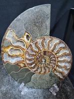 Beautiful big Ammonite - Gefossiliseerd dier - Aioloceras