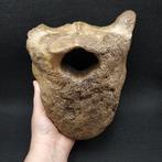 Wolharige mammoet - Fossiel wervelbot - Mammuthus