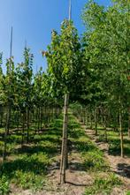 Tilia henryana hoogstam 8/10