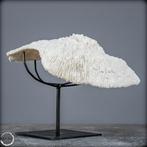 A++ Giles van Witte Koraal - Acropora Florida, in stand-by-, Nieuw