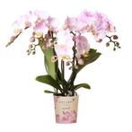 Kolibri Orchids | Roze phalaenopsis orchidee - Portugal - po, Verzenden, Nieuw