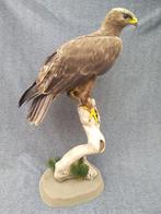Steppe-Adelaar Taxidermie volledige montage - Aquila, Nieuw