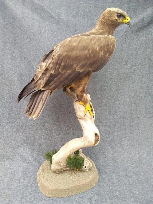 Steppe-Adelaar Taxidermie volledige montage - Aquila, Verzamelen, Dierenverzamelingen