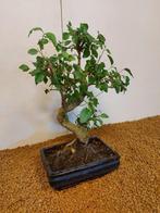 Liguster bonsai (Ligustrum) - Hoogte (boom): 32 cm - Diepte, Antiek en Kunst
