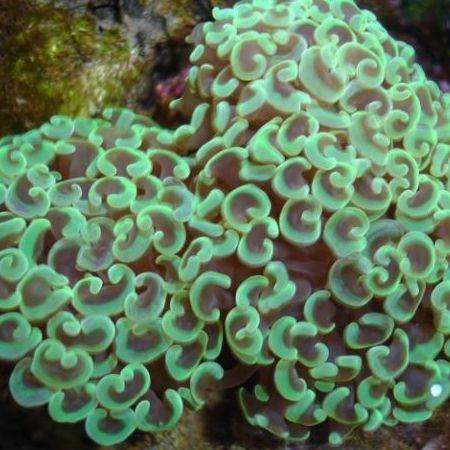 Euphyllia Ancora Groen M (Ong 8-10 cm), Dieren en Toebehoren, Vissen | Aquaria en Toebehoren, Ophalen of Verzenden