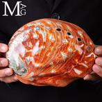 Reusachtige Moeder van Parel Schelp Prachtige Zee Schelp -, Verzamelen, Mineralen en Fossielen