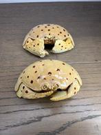 Red-spotted Box Crabs Taxidermie volledige montage - Calappa, Nieuw