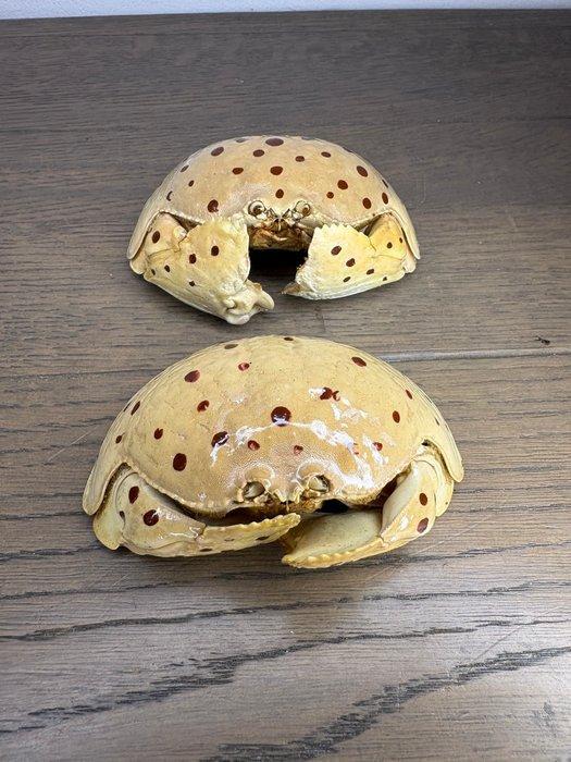 Red-spotted Box Crabs Taxidermie volledige montage - Calappa, Verzamelen, Dierenverzamelingen