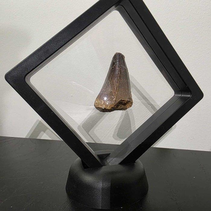 Mosasaurus - Fossiele tand - Tanden in displays - 100 mm -, Antiek en Kunst, Curiosa en Brocante