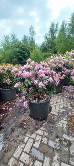 Rhododendron Cataw. Grandiflorum 80-90cm, Tuin en Terras, Planten | Bomen, Ophalen