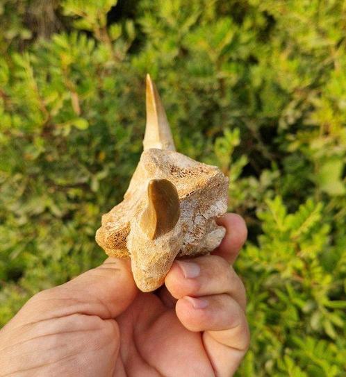 Zeereptiel - Fossiele tanden - mosasaurio - 8 cm (Zonder, Verzamelen, Mineralen en Fossielen