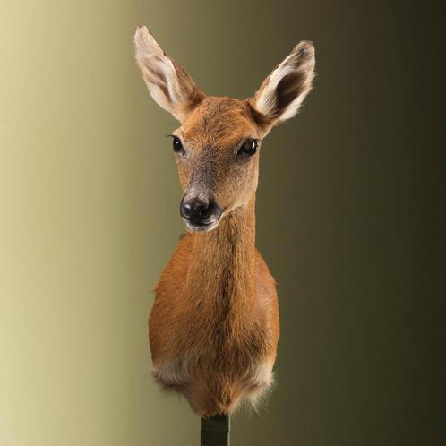 Reebok Zomervacht Vrouw Taxidermie Opgezette Dieren By Max, Verzamelen, Dierenverzamelingen, Opgezet dier, Nieuw, Wild dier, Ophalen of Verzenden