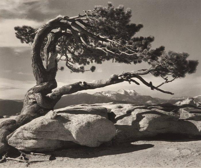 Ansel Adams (1902–1984) - Jeffrey Pine, Sentinel Dome, 1940, Antiek en Kunst, Kunst | Designobjecten