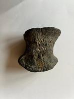 Vingerkootje van de Stegosaurus - Fossiel bot - Stegosaurus, Verzamelen