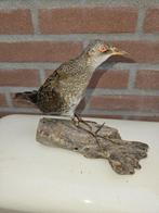 Porseleinhoen Taxidermie volledige montage - Porzana porzana, Verzamelen, Nieuw