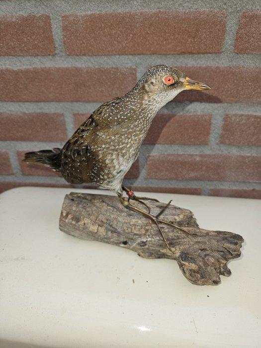 Porseleinhoen Taxidermie volledige montage - Porzana porzana, Verzamelen, Dierenverzamelingen