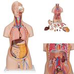 Anatomie model torso met organen, unisex, 18-delig, 87cm, Nieuw, Verzenden