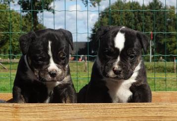 Old English Bulldog pups! t Gezonde type. Mogen direct mee! beschikbaar voor biedingen