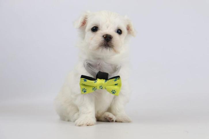 Maltezer pups - Belgische Maltezer fokker, Dieren en Toebehoren, Honden | Chihuahua's en Gezelschapshonden, Meerdere, Meerdere dieren