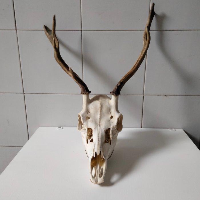 slechtvalk Gewei - Dama dama - 1 cm - 1 cm - 1 cm-, Antiek en Kunst, Curiosa en Brocante