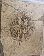 Vis - Fossiele plaatmatrix - Cyclobatis - 13 cm, Verzamelen, Mineralen en Fossielen