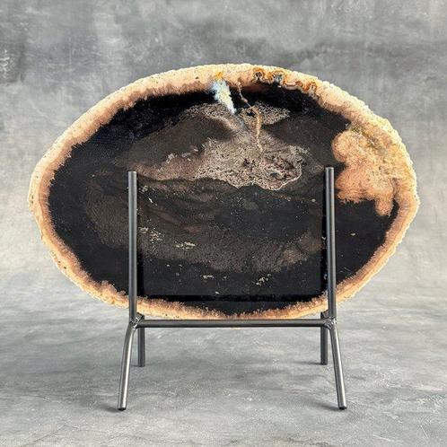 Prachtige grote plak versteende palmschelp op een op maat, Antiek en Kunst, Kunst | Designobjecten