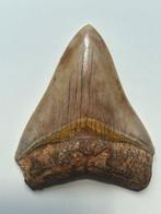 Megalodon tand 8,4 cm - Fossiele tand - Carcharocles