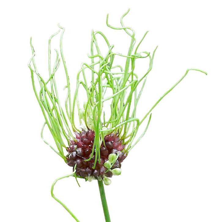 Bloembollen - 120 x Allium Hair - groen, Tuin en Terras, Bloembollen en Zaden, Bloembol, Voorjaar, Volle zon, Verzenden