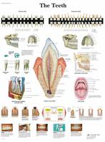 Anatomie poster gebit en tanden (gelamineerd, 50x67 cm), Nieuw, Verzenden