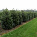 Laurierkers Prunus laurocerasus Herbegii Haag 150-175 Kluit, Tuin en Terras