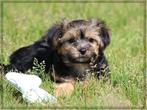 Leuke Gezelschapshondjes., Dieren en Toebehoren, Nederland, Parvo, Overige rassen, 8 tot 15 weken