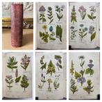 Matthew Robinson - The New Family Herbal: The Medical, Antiek en Kunst