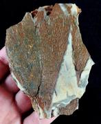 Spectaculaire graptoliet met buitengewone conservering!!! -, Verzamelen, Mineralen en Fossielen