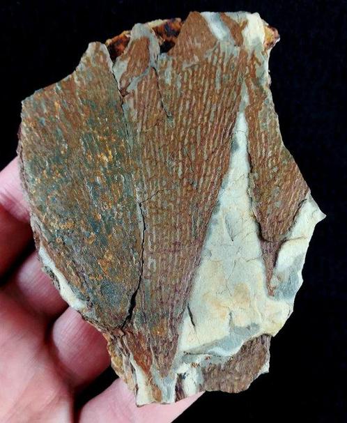Spectaculaire graptoliet met buitengewone conservering!!! -, Verzamelen, Mineralen en Fossielen
