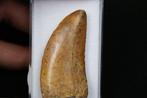 Dinosaurus - Gefossiliseerde slagtand - Carcharodontosaurus
