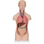 Anatomie model torso met organen, unisex, 12-delig, 54 c..., Nieuw