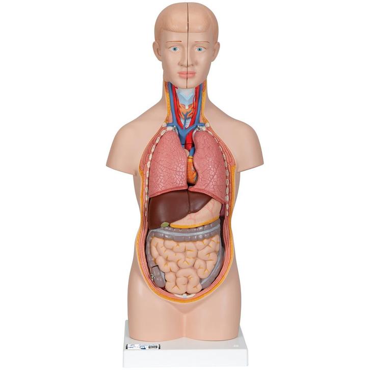 Anatomie model torso met organen, unisex, 12-delig, 54 c..., Sport en Fitness, Massageproducten