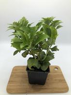 Pachysandra terminallis, Verzenden, Vaste plant, Bodembedekkers, Halfschaduw