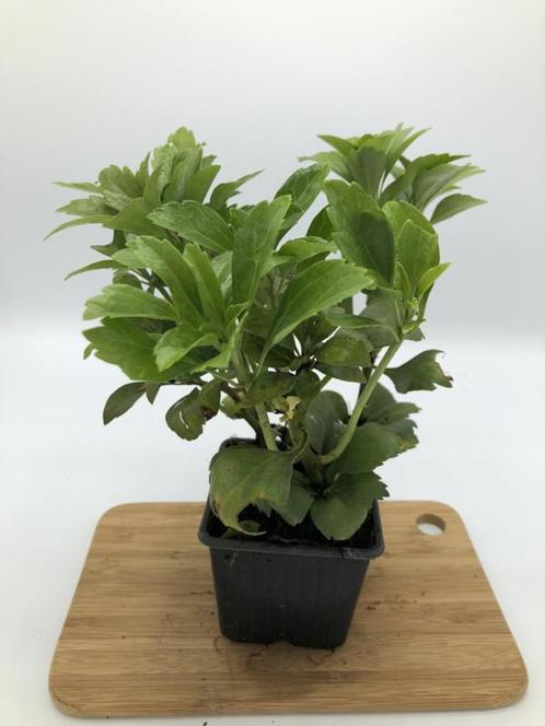 Pachysandra terminallis, Tuin en Terras, Planten | Tuinplanten, Bodembedekkers, Vaste plant, Halfschaduw, Verzenden