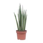 Sansevieria Mikado - Ø12cm - 40cm, Verzenden