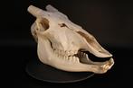 Gemsbok Schedel - Oryx gazella - skull + horns - 24 cm - 40, Verzamelen, Dierenverzamelingen, Nieuw
