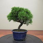 Juniperus sinensis - Hoogte (boom): 22 cm - Diepte (boom):