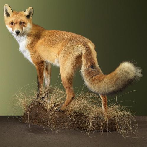 Vos Taxidermie Opgezette Dieren By Max, Verzamelen, Dierenverzamelingen, Opgezet dier, Nieuw, Wild dier, Ophalen of Verzenden